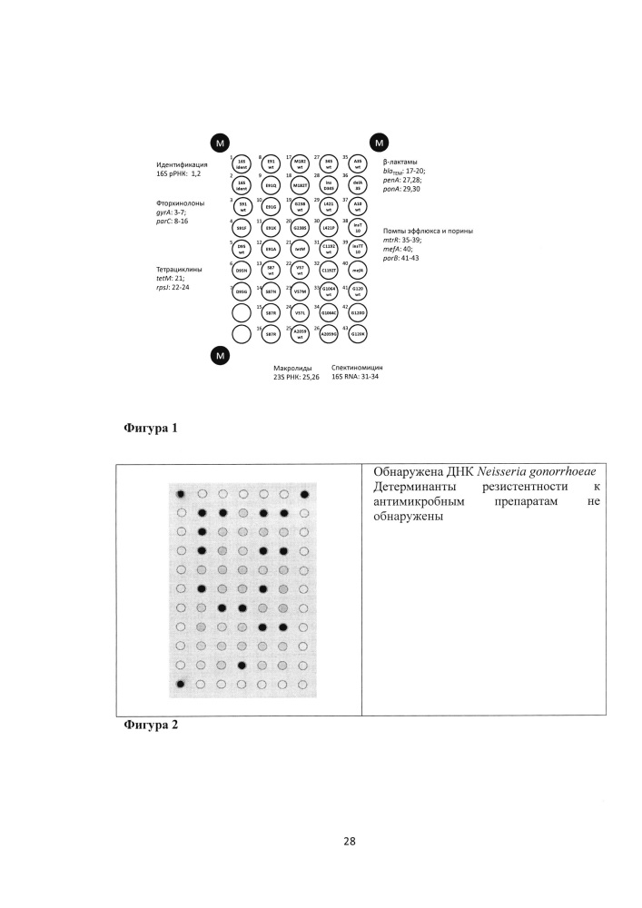 Олигонуклеотидный биочип для идентификации генетических детерминант резистентности neisseria gonorrhoeae к антимикробным препаратам, набор олигонуклеотидов, используемых для иммобилизации на биочипе (патент 2636457)
