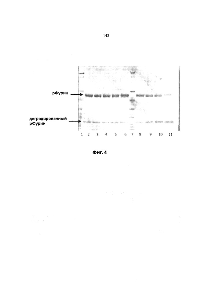 Составы рекомбинантного фурина (патент 2610436)