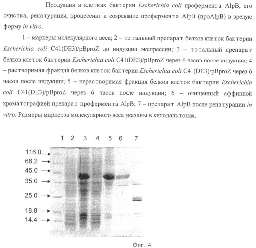 Литическая протеаза alpb бактерии lysobacter sp. xli, фрагмент днк, кодирующий литическую протеазу alpb бактерии lysobacter sp. xli, и способ получения литической протеазы alpb бактерии lysobacter sp. xli (патент 2408725)