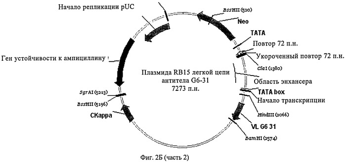 Биспецифические анти-vegf/анти-ang-2 антитела (патент 2542382)