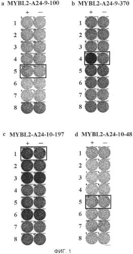 Пептиды эпитопов mybl2 и содержащие их вакцины (патент 2496787)
