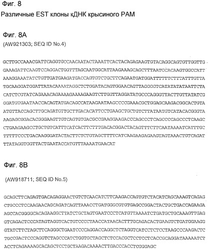 Применение s1p (патент 2362565)