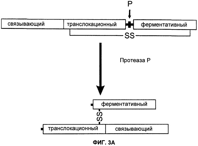 Способы лечения мочеполовых-неврологических расстройств с использованием модифицированных клостридиальных токсинов (патент 2491086)