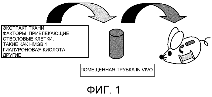 Способ сбора функциональных клеток in vivo с высокой эффективностью (патент 2571230)