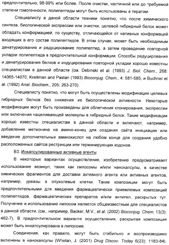 Использование уреазы для ингибирования роста раковых клеток (патент 2326691)