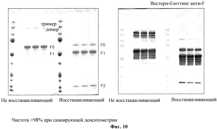 Модифицированные f протеины sv и способы их применения (патент 2531510)