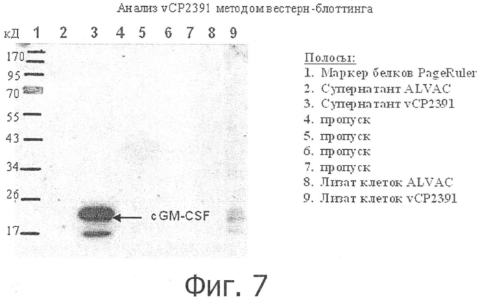 Композиции рекомбинантного cdv и ее применение (патент 2567337)