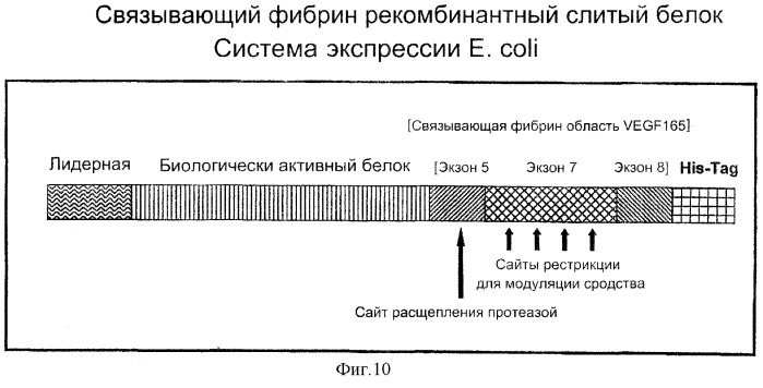 Конъюгат, связывающий фибрин/фибриноген (патент 2279890)