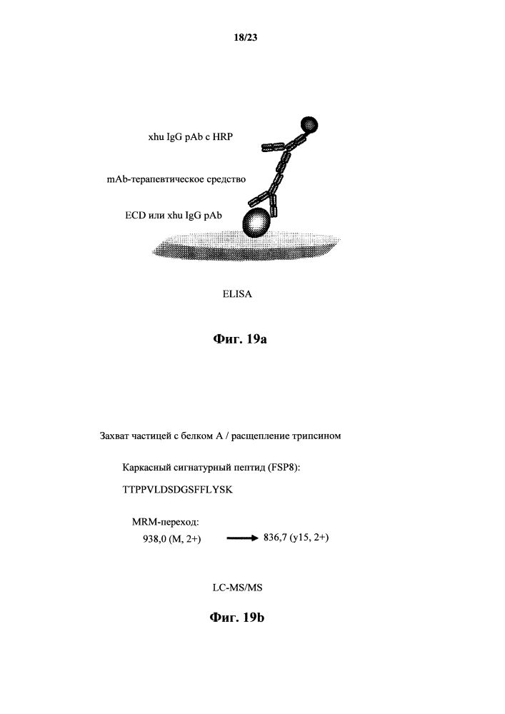 Lc-ms/ms способ мониторинга множественных реакций для выявления терапевтических антител в образцах животных с помощью каркасных сигнатурных пептидов (патент 2638806)