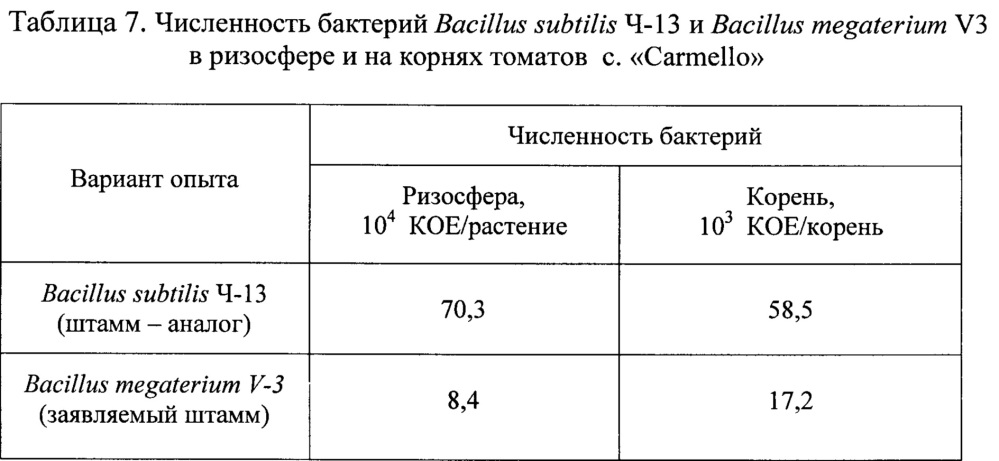 Штамм бактерий bacillus megaterium v3 в качестве средства для ускорения роста и увеличения продуктивности винограда, зерновых, овощных и древесных культур (патент 2649359)