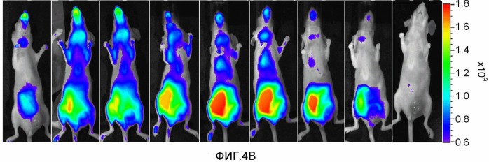 Конъюгаты rgd-(бактерио)хлорофилл для фотодинамической терапии и визуализации некротических опухолей (патент 2518296)