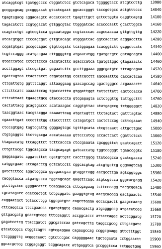 Бактериофаг, обладающий активностью против pseudomonas aeruginosa, белки бактериофага и способы их применения (патент 2580248)