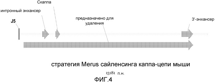 Продуцирующие антитела млекопитающие, не являющиеся человеком (патент 2559524)