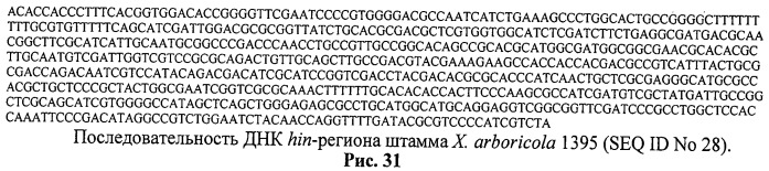 Способ идентификации и дифференциации прокариотических организмов (патент 2486251)