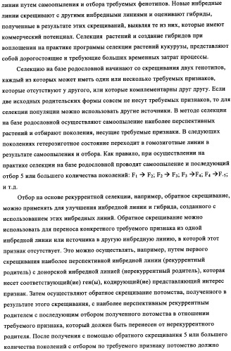 Вариант кукурузы mir604 (патент 2351122)
