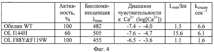 Мутантный фотопротеин (варианты) для определения внутриклеточного кальция одновременно в разных органеллах клетки (патент 2402566)