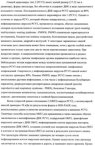 Поливалентные иммуногенные композиции pcv2 и способы получения таких композиций (патент 2488407)