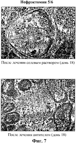 Антитела к ростовому фактору соединительной ткани (патент 2330861)