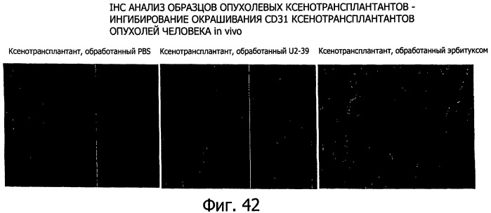 Белки, связывающие антиген фактор роста, подобный гепаринсвязывающему эпидермальному фактору роста (патент 2504551)