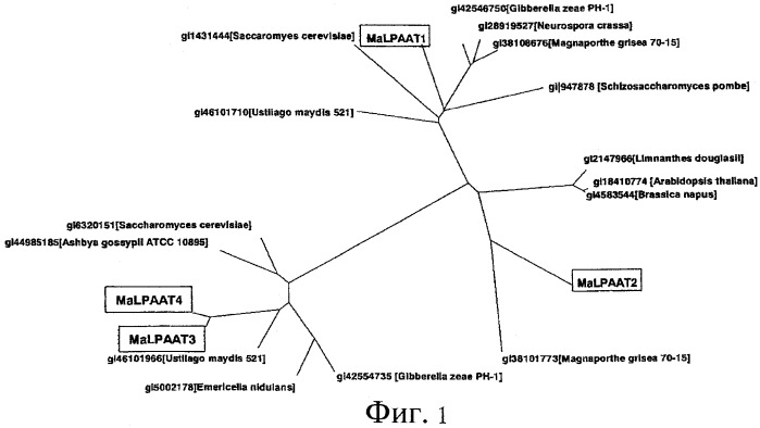 Новые гены ацилтрансферазы лизофосфатидной кислоты (патент 2507263)