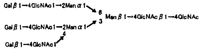 L-фукоза α1→6 специфичный лектин (патент 2524425)