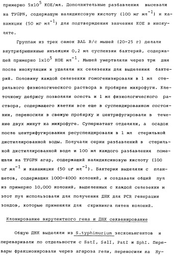 Vgc2 днк salmonella typhimurium, мутантная бактерия, обладающая пониженной способностью к адаптации к условиям окружающей среды, и способ ее получения (патент 2370541)