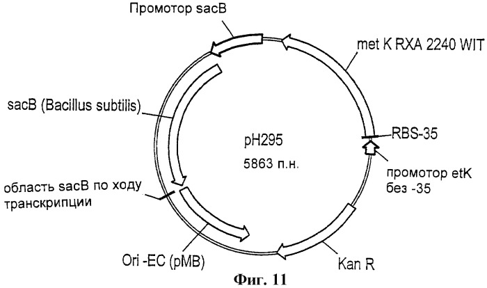 Рекомбинантные микроорганизмы, продуцирующие метионин (патент 2447146)