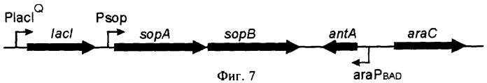Вектор на основе репликона бактериофага n15 и рекомбинантный вектор для регулируемой экспрессии целевого гена в клетках escherichia coli, штамм escherichia coli, обеспечивающий возможность регуляции числа копий вектора, и система экспрессии (патент 2312146)