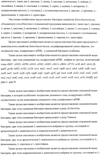 Способ получения l-аминокислот с использованием бактерии, принадлежащей к роду escherichia, в которой инактивирован один или несколько генов, кодирующих малые рнк (патент 2395567)