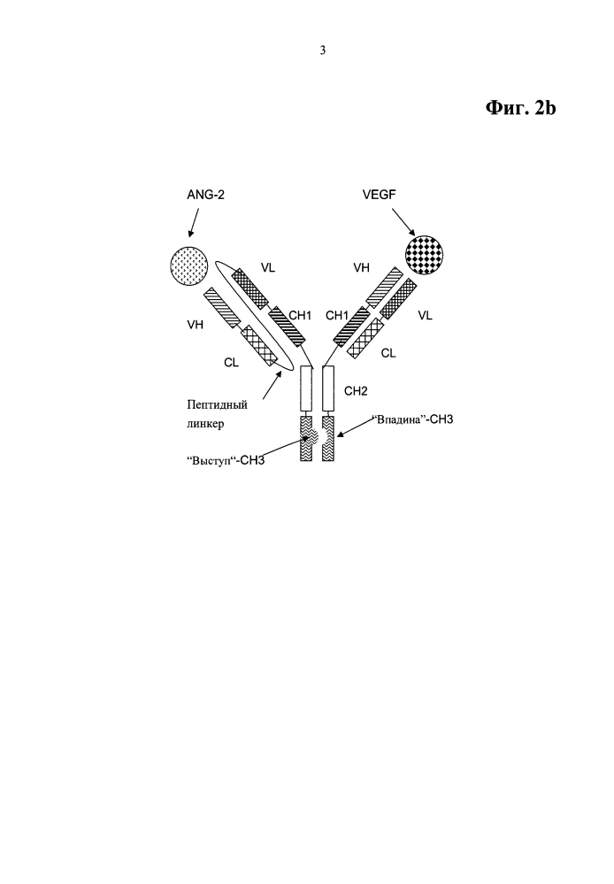 Биспецифические двухвалентные антитела анти-vegf/анти-ang-2 (патент 2597973)