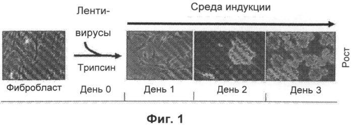 Конверсия соматических клеток в индуцированные репрограмированные нейрональные стволовые клетки (ирнск) (патент 2562111)