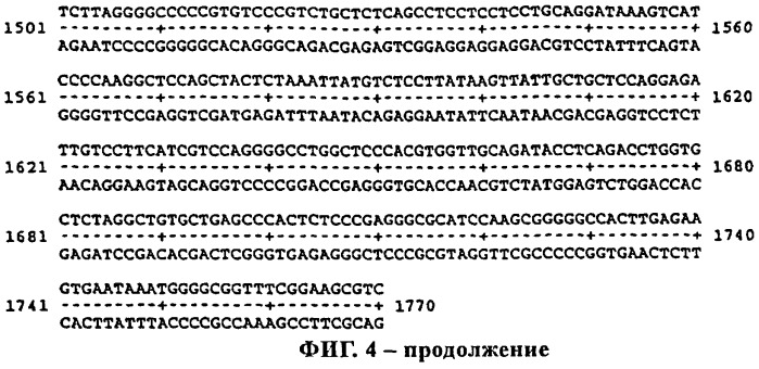 Днк, кодирующая новый пептид rg1 (патент 2283130)