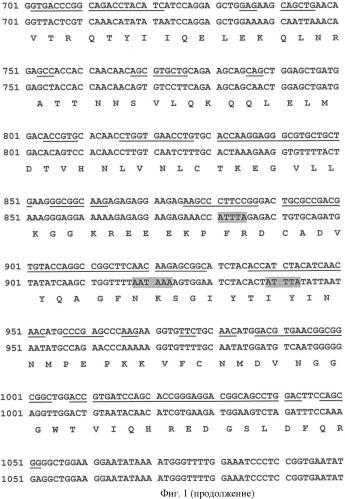 Ген agрopt ангиопоэтина-1 (патент 2385938)
