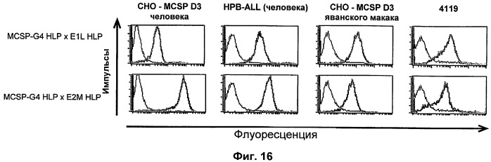 Биспецифические связывающие агенты с межвидовой специфичностью (патент 2535992)