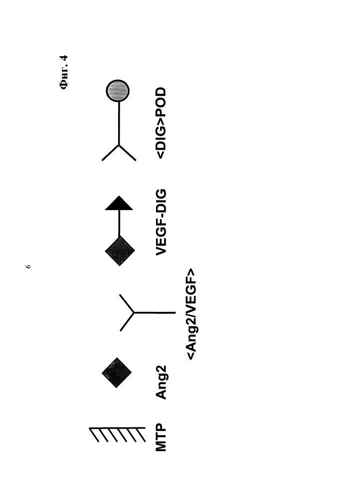 Биспецифические двухвалентные антитела анти-vegf/анти-ang-2 (патент 2597973)