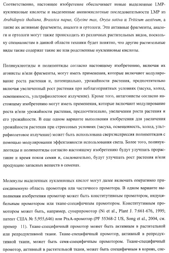 Молекулы нуклеиновых кислот, кодирующие wrinkled1-подобные полипептиды, и способы их применения в растениях (патент 2385347)