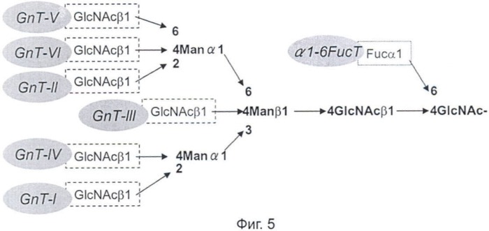 Способ обнаружения сахарных цепей с glcnac, синтезированных gnt-v (патент 2442989)