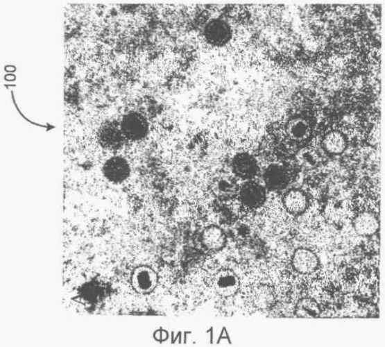 Идентификация и классификация вирусных частиц на текстурированных электронных микрофотографиях (патент 2409855)