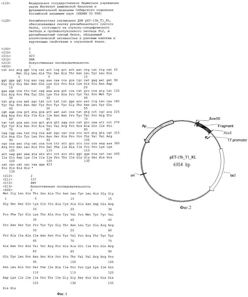 Рекомбинантная плазмидная днк pet-15b_t1_rl, обеспечивающая синтез рекомбинантного слитого белка, состоящего из опухоль-специфического пептида и противоопухолевого пептида rl2, и рекомбинантный слитый белок, обладающий цитотоксической активностью по отношению к раковым клеткам и таргетными свойствами к опухолевой ткани (патент 2619050)