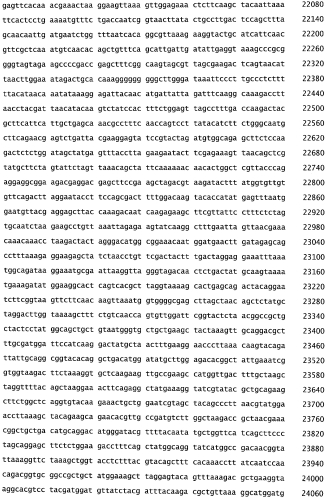 Бактериофаг, обладающий активностью против pseudomonas aeruginosa, белки бактериофага и способы их применения (патент 2580248)
