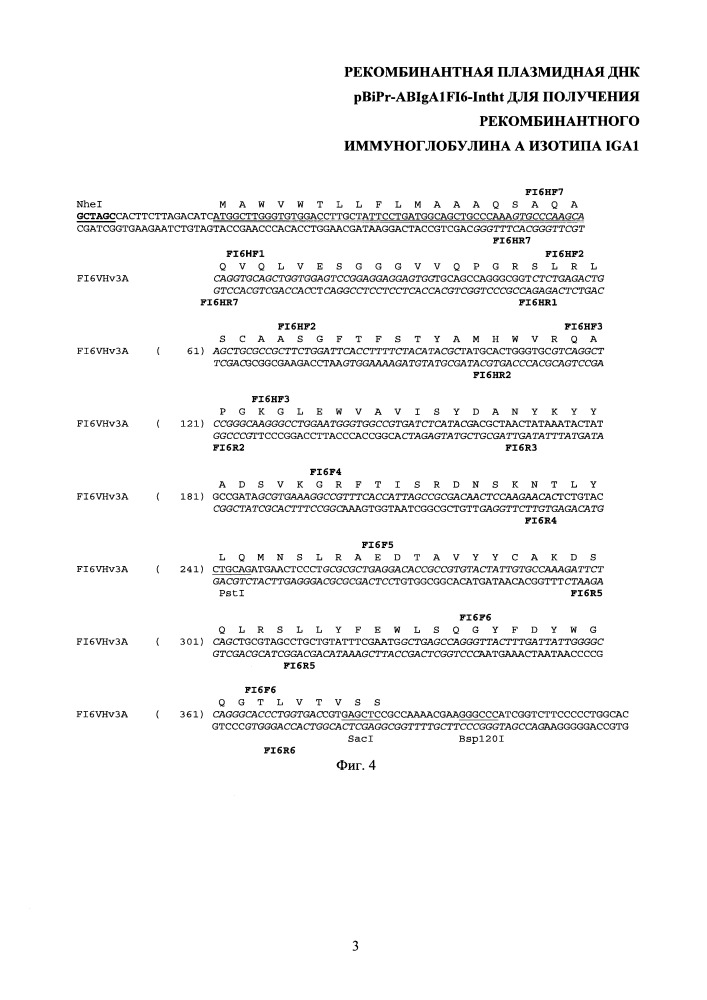 Рекомбинантная плазмидная днк pbipr-abiga1fi6-intht для получения рекомбинантного иммуноглобулина а изотипа iga1 (патент 2664184)