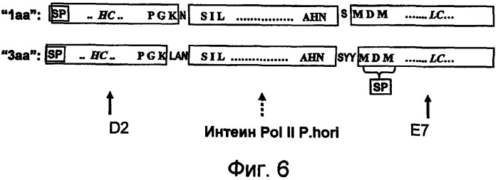 Экспрессия множества генов, включая sorf-конструкции, и способы экспрессирования иммуноглобулина (патент 2478709)