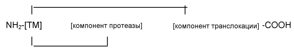 Слитые белки для применения в терапии (патент 2651492)