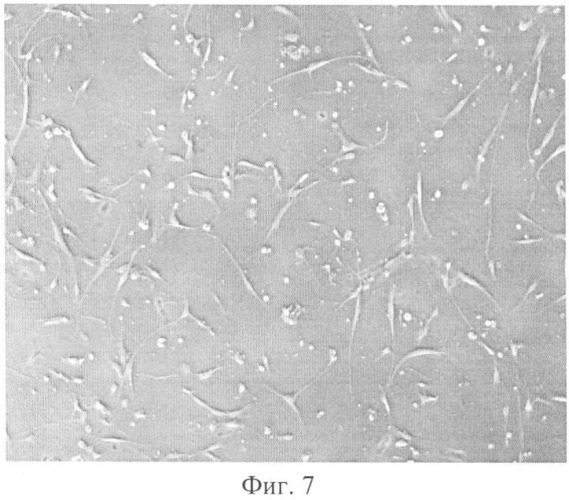 Способ культивирования клеток (патент 2418067)