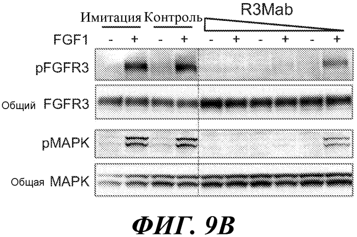 Антитела против fgfr3 и способы их применения (патент 2568066)