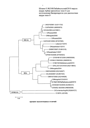 Штамм o №2108/забайкальский/2010 вируса ящура aphtae epizooticae типа о для изготовления биопрепаратов для диагностики ящура типа о (патент 2575801)