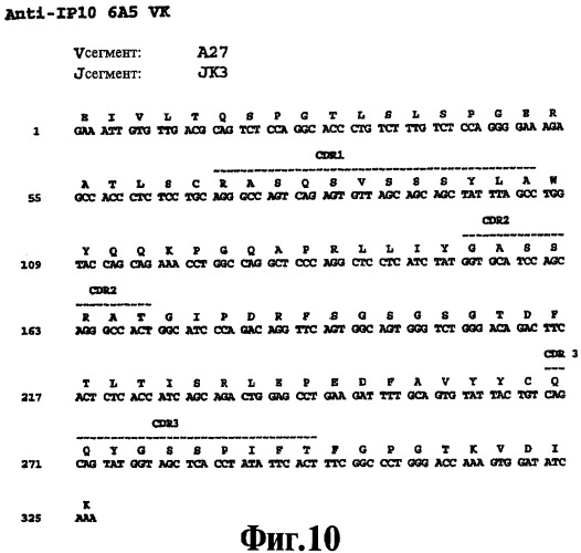 Выделенное антитело против ip-10, иммуноконъюгат и биспецифическая молекула на его основе, их композиции, способ лечения (варианты), кодирующая молекула нуклеиновой кислоты, соответствующий экспрессионный вектор, клетка-хозяин и гибридома (патент 2486199)
