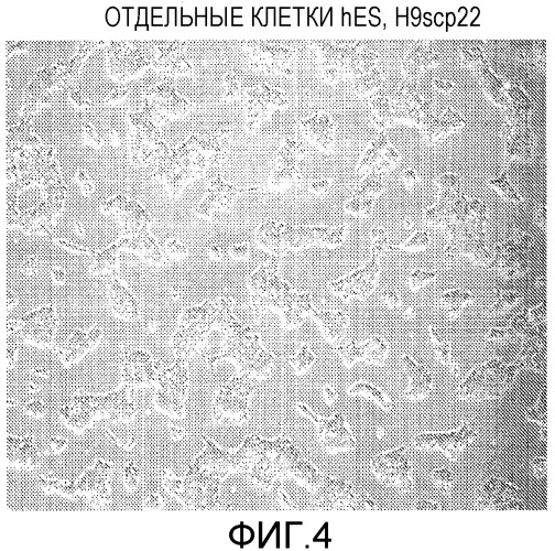 Культивирование отдельных эмбриональных стволовых клеток (патент 2473687)