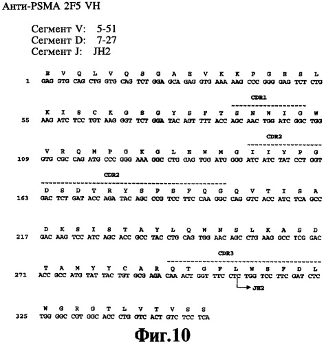 Выделенное антитело против специфического мембранного антигена простаты (psma) и способ ингибирования роста клеток, экспрессирующих psma (патент 2421466)