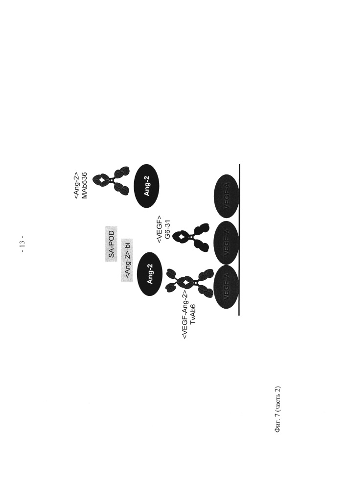 Биспецифические анти-vegf/анти-ang-2 антитела (патент 2640253)